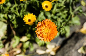 Orange flower