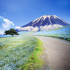 imageing of Mountain, Tree and Nemophila at Hitachi Seaside Park