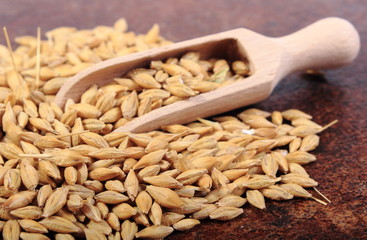 Heap of barley grain with wooden spoon