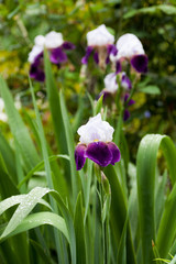 German iris in full bloom in the rain