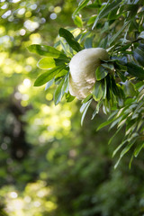 Frog in the forest / モリアオガエルの卵塊