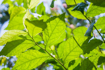 green leaf background