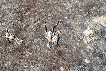 Dead flamingos on a coast of Laguna Colorada lake on bolivian Altiplano