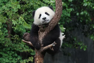Deurstickers Panda Panda