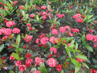 Flowers in full bloom