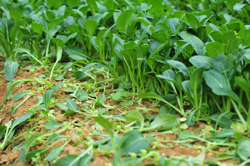 Green choy sum in growth at vegetable garden