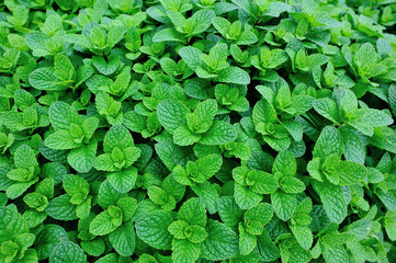 mint plant grow at vegetable garden