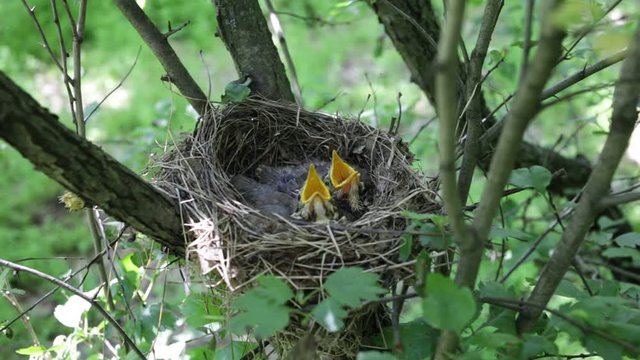 Chicks in the nest during feeding.