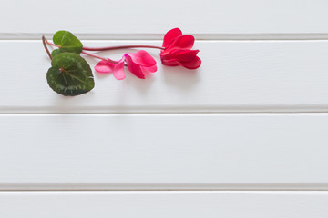 red cyclamen on wooden background