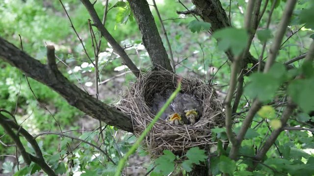 Chicks in the nest during feeding.