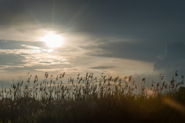 Obraz premium Reed silhouette at sunset