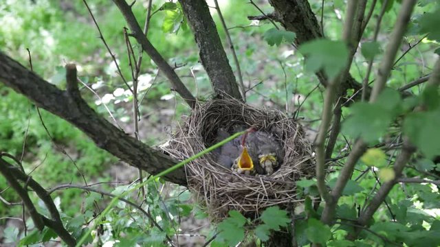Chicks in the nest during feeding.
