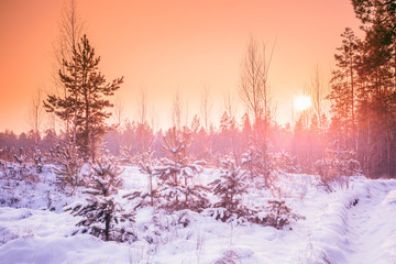 Sunset Sunrise In Sunny Winter Snowy Forest. Sun Shine Over Wint
