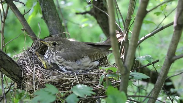 Life nest with chicks in the wild.