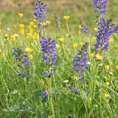 Wiesensalbei, Salvia pratensis