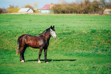 Brown Horse Grazing In Meadow With Green Grass In Summer Sunny D