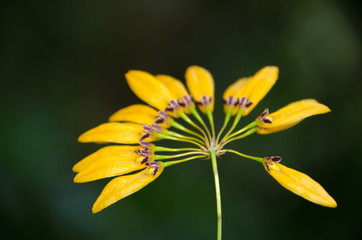 Cirrhopetalum  Orchid with  nature background