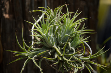 Fototapeta premium Colorful of bromeliad garden