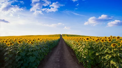 Foto auf Acrylglas Sonnenblume Weg im Sonnenblumenfeld