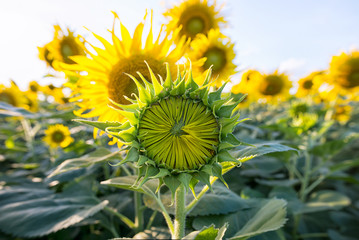 Sunflower blooming