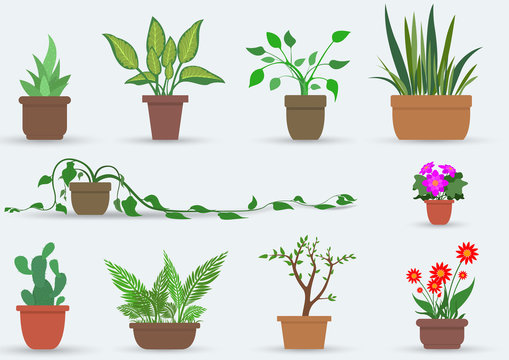 House Plants - Illustration Set of indoor plants in pots, Vector
