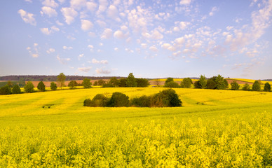 The May field in the sun