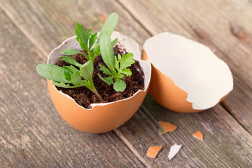 Young sprout in a half of an egg shell