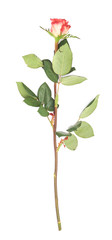 Single red rose isolated lying over the white surface