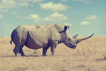 Photo sur Plexiglas Rhinocéros rhinocéros blanc africain