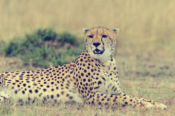 Fototapety  Gepard. Afryka, Kenia