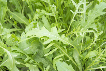 Obraz premium fesh roquette/rucola/wild rocket / (type of lettuce) in a glasshouse