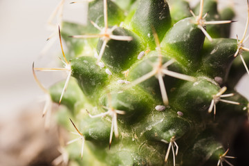 small white parasites on a cactus