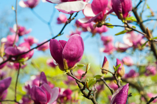 Bloomy magnolia tree with big pink flowers in garden