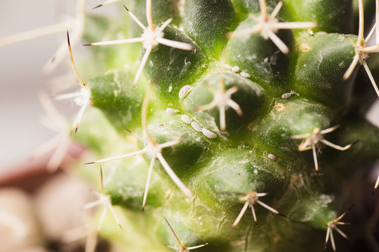 mealybug eating cactus
