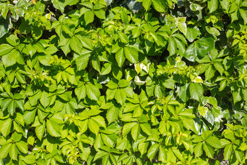 Fototapeta na wymiar Green leafs texture