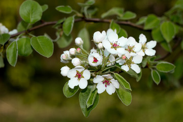 apple flowers - flowers of fruit trees - apple and pear on a background of green and sky