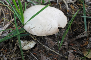 Shampignon on meadow 