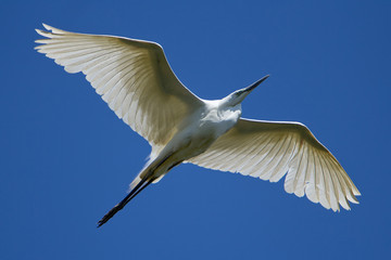 Great white egret flying in the blue sky background