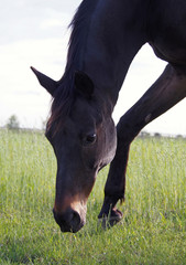 Bay horse grazing on spring meadow 
