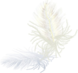 Obraz premium lekkie pióro na białym tle z cieniem