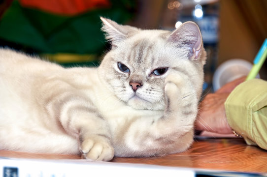 Cat breed RagaMuffin imposingly on the table at the exhibition. Ragamuffins are notable for their friendly personalities and thick, rabbitlike fur.