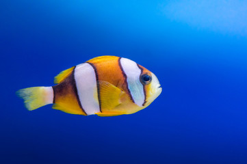 Clown fish on blue background.