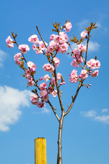 Young sapling of Prunus serrulata in blossom