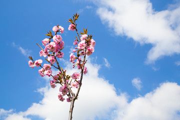 Young sapling of Prunus serrulata in blossom