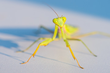 Praying Mantis
