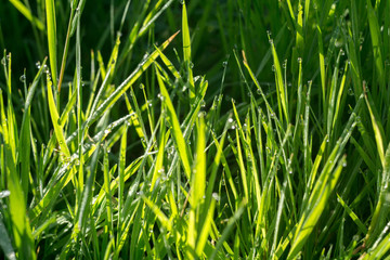 Morning Grass Macro