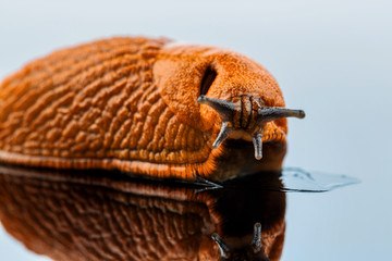 Nacktschnecke auf weißem Hintergrund