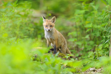 Naklejka na ściany i meble Rotfuchs Fuchs Welpe - fox red fox