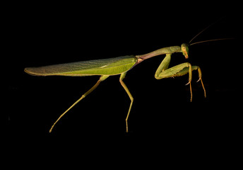 Praying Mantis