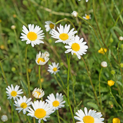 Obraz premium Margeriten, Leucanthemum